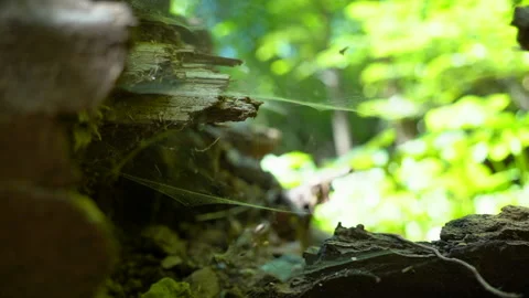 Nature - A ragged web sways in the wind Stock Footage 157974756