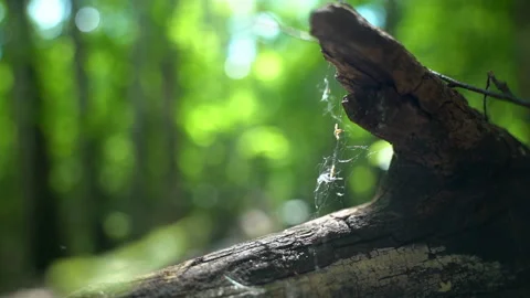 Nature - A ragged web sways in the wind Stock Footage 157975388