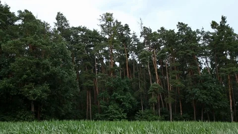 Nature || RAIN 02 Video stock 91857668