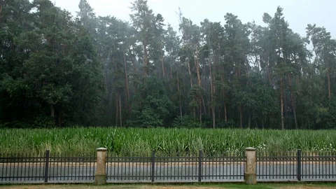 Nature || RAIN 03 Stock Footage 91857734