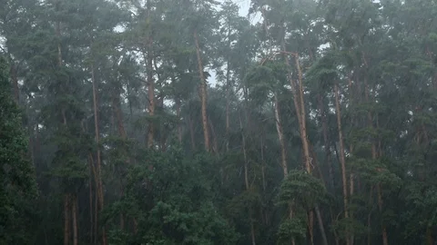 Nature || RAIN 04 Video stock 91851163