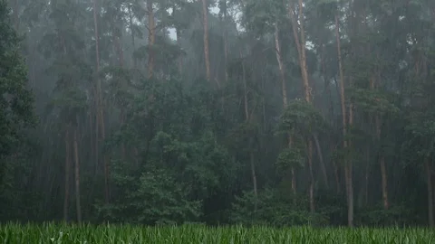 Nature || RAIN 05 Video stock 91851363