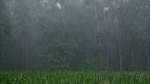 Nature || RAIN 06 Video stock 91851848