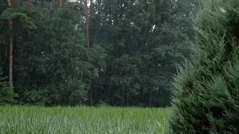 Nature || RAIN 12 Stock Footage 91853513