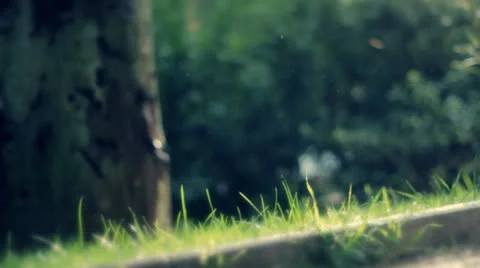 Nature rain 2 Stock Footage 24088701