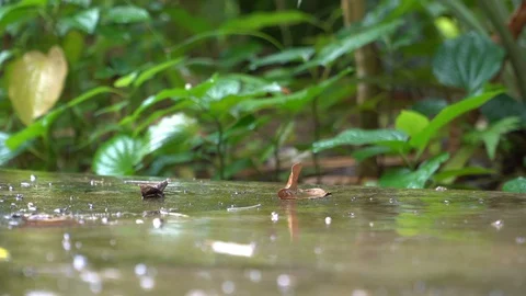 Nature rain drops Stock Footage 124111629