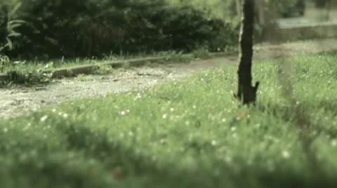 Nature rain Stock Footage 24088614