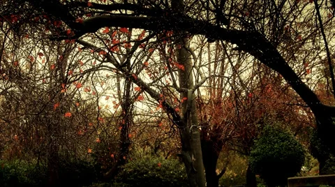 Nature rain Stock Footage 33702851