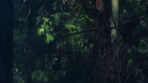 Nature rain 스톡 동영상 130881625