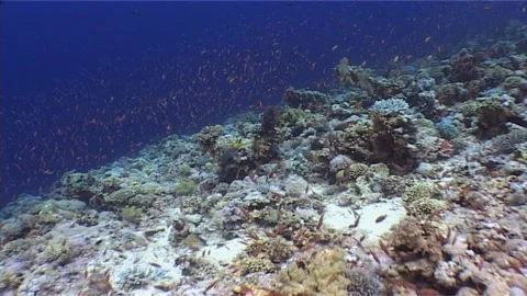 Nature Rainbow Underwater Stock Footage 300540466