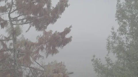 Nature on a Rainy Day - Log 스톡 동영상 85064075