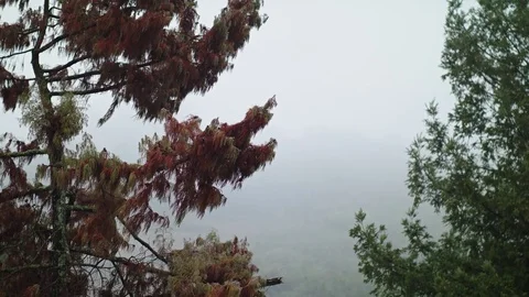 Nature on a Rainy Day - Log 스톡 동영상 85084272