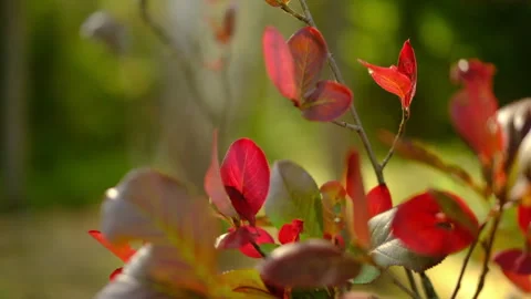 Nature red fall and ecology autumn red leaves Vidéo 285716675