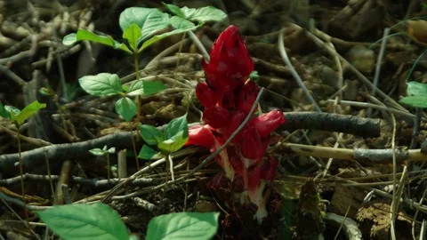 Nature, red flower Vídeos de archivo 76134593