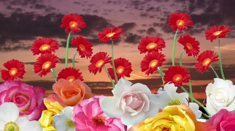 Nature, Red Flowers, Colored Garden Flowers Stock Footage 45956917