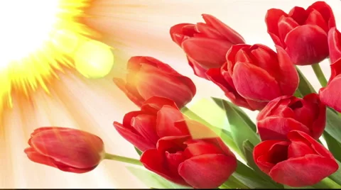 Nature, Red Tulips Stock Footage 45954625