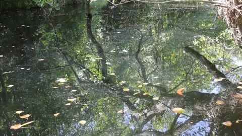Nature reflected in a lake Stock Footage 249361104