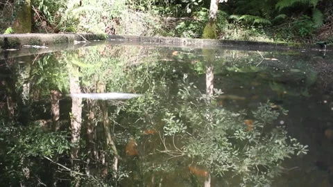 Nature reflected on a pond in a forest Video stock 320347936