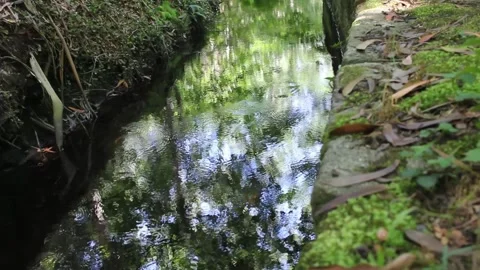 Nature reflected in the water Stock Footage 249361111