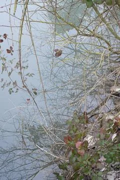 Nature reflected on the water surface Stock Photos