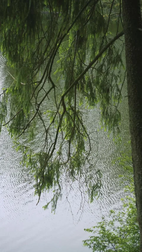 Nature reflection and serenity concept 库存影片 336321663