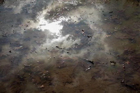 Nature Reflection Stock Photos