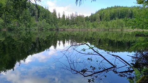 Nature reflection in serene lake surrounded by lush forest Stock-Footage 310141972