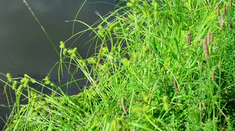 Nature on a remote lake Stock-Footage 39337366