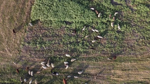 Nature of the Republic of Bashkortostan Stock Footage 250162091