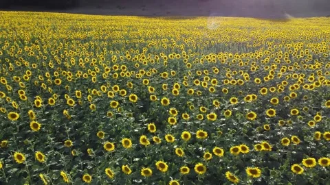 Nature of the Republic of Bashkortostan Stock Footage 250163799