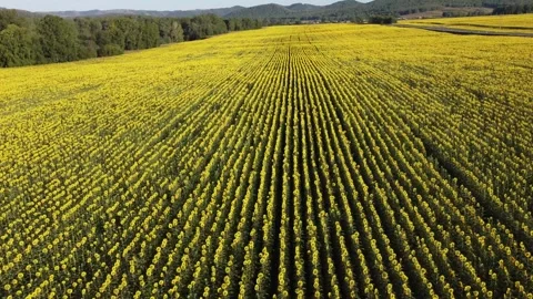 Nature of the Republic of Bashkortostan Stock Footage 250164447