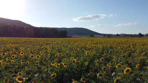 Nature of the Republic of Bashkortostan Stock Footage 250164888
