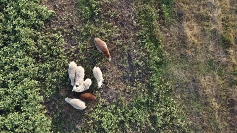 Nature of the Republic of Bashkortostan Stock Footage 250165734