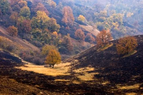 Nature reserve destroyed by fire Stock Photos