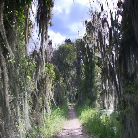 Nature reserve in Florida Stock Footage 69550686