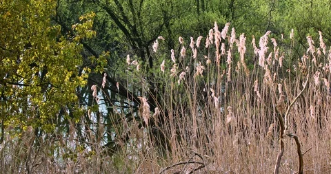 Nature reserve Stock-Footage 128691389