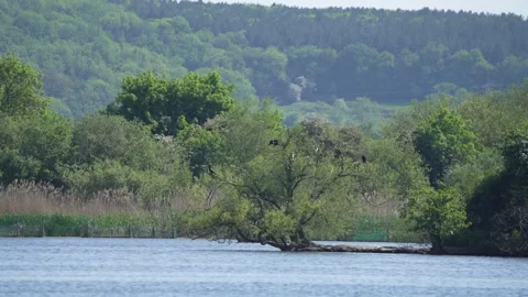 Nature Reserve Stock Footage 241922995