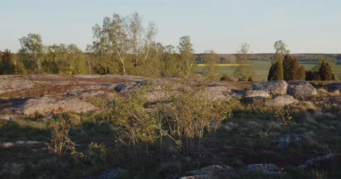 Nature Reserve With Rape Seed Fields Stock Footage 168820173