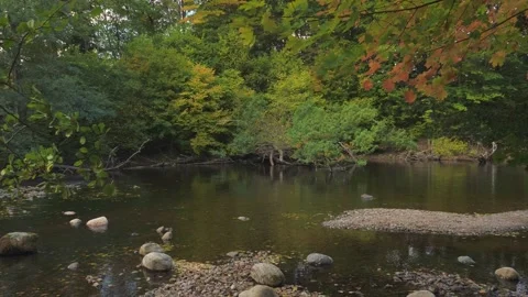 Nature Reserve Savean River at Fall, Autumn Leaves in Wind, Sweden Stock Footage 224848280
