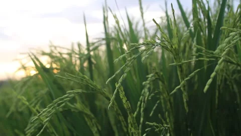 Nature rice plants 動画素材 171373482
