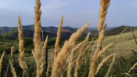 Nature rises higher through the grass to the sight of the mountains Stock Footage 160902880