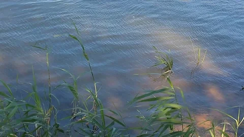 Nature river cane blue sky reflection Stock Footage 112366758