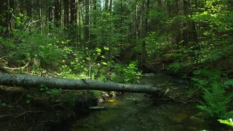 Nature, river, forest Vídeos de archivo 76134949