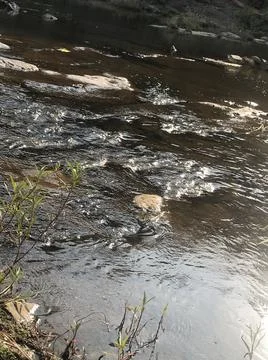 The nature river Stock Photos