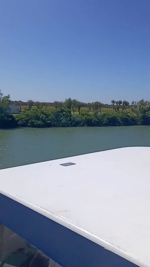 Nature on the riverside Stock Footage 313798931