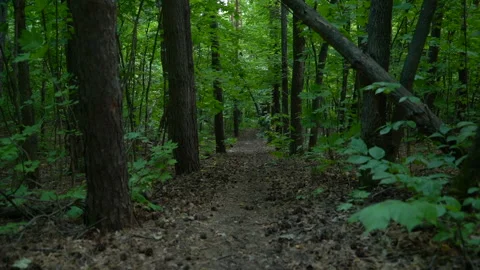 Nature -  A road in the forest. The camera rises smoothly to the top Stock Footage 157976020