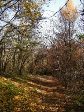 Nature road Foto stock