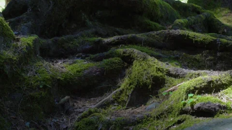 Nature roots (camera slider) Stock Footage 37749865