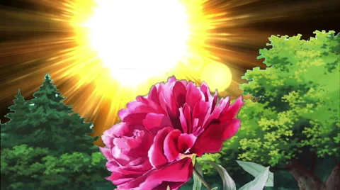 Nature, Rose Magenta Sun Stock Footage 45954283