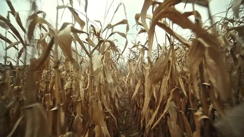 Nature rural lanscape Stock Footage 70725245
